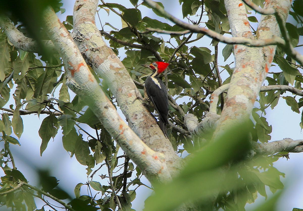 Жовна смугастобока - ML639247953