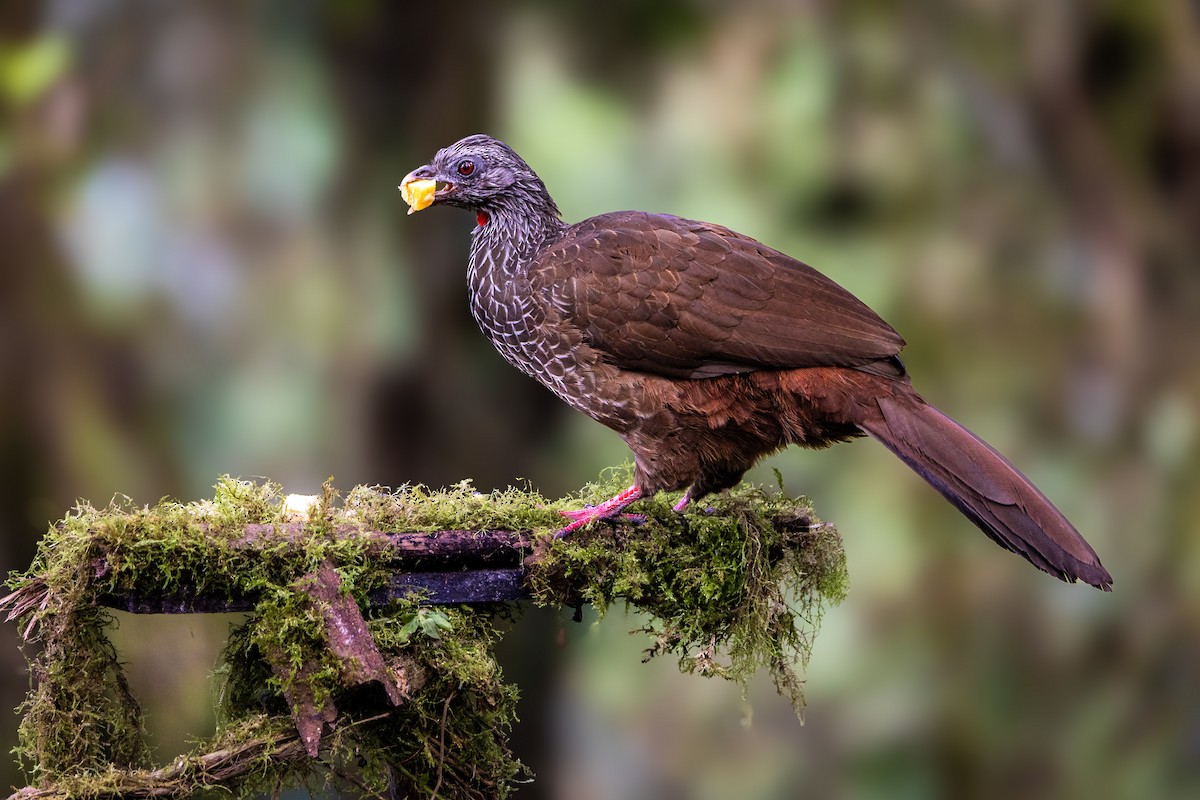 Andean Guan - ML639247975