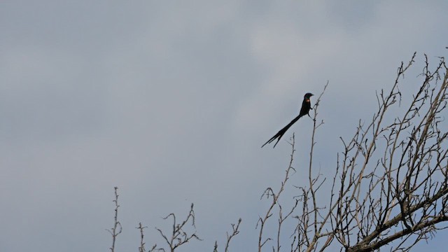 Red-collared Widowbird - ML639248187