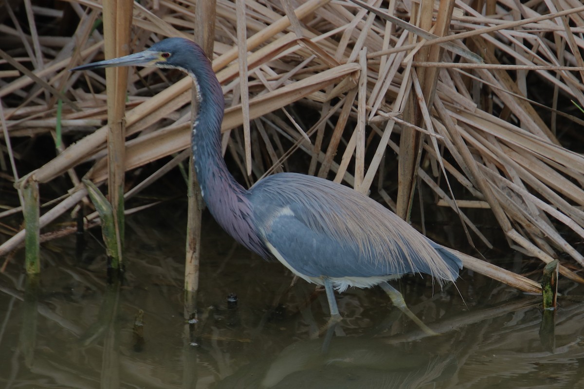 Tricolored Heron - ML639248212