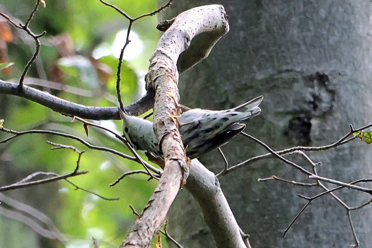 Black-and-white Warbler - ML639248283