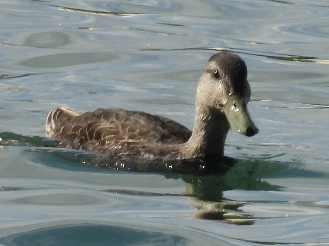 Canard colvert ou C. noir - ML639248336