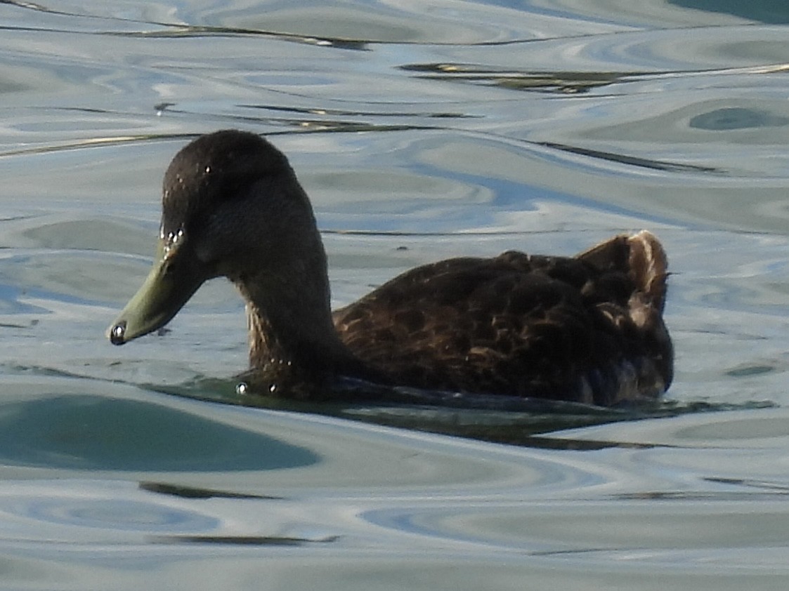 Canard colvert ou C. noir - ML639248337
