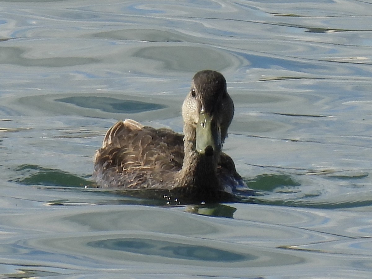 Canard colvert ou C. noir - ML639248338