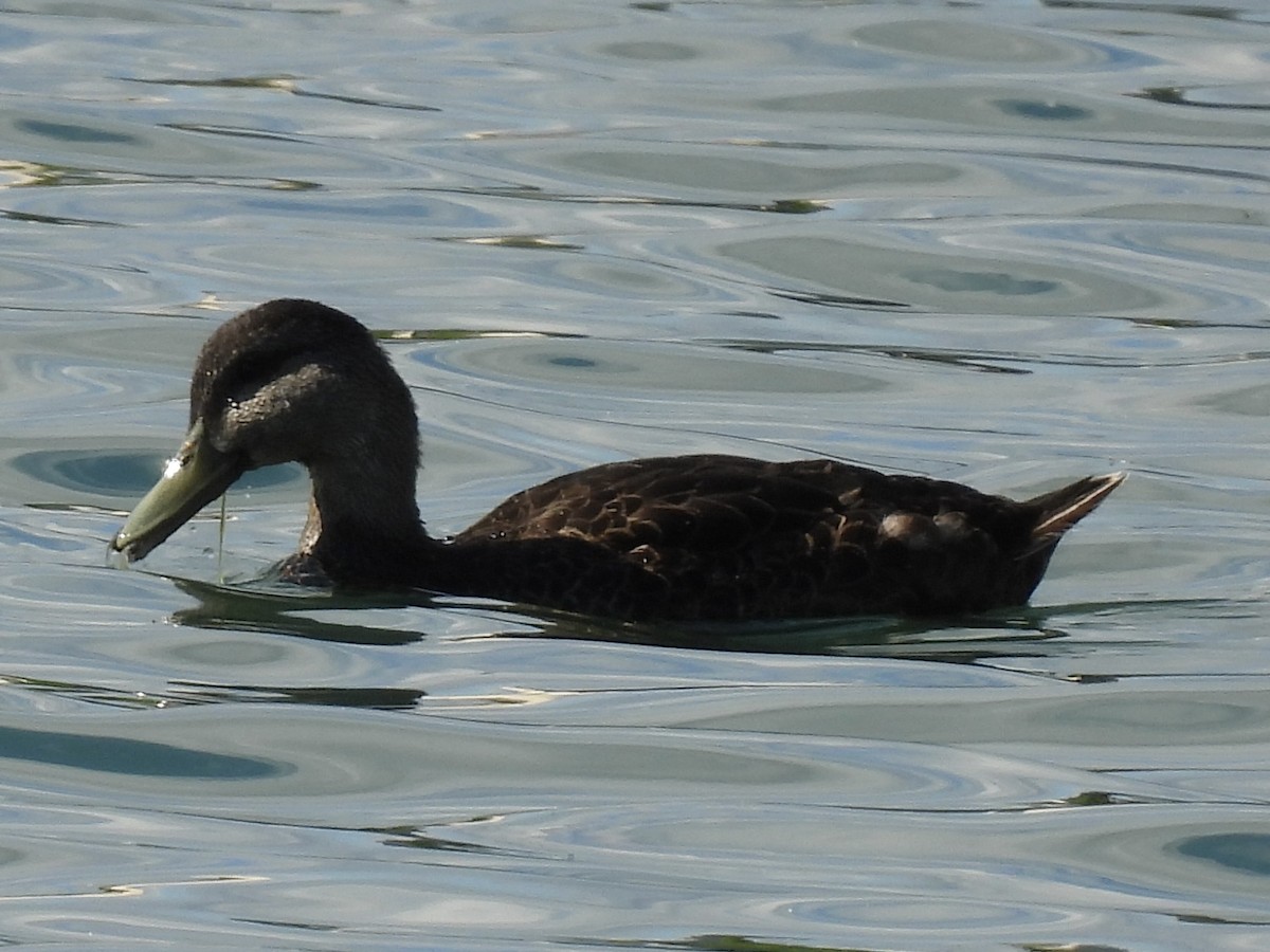 Canard colvert ou C. noir - ML639248339