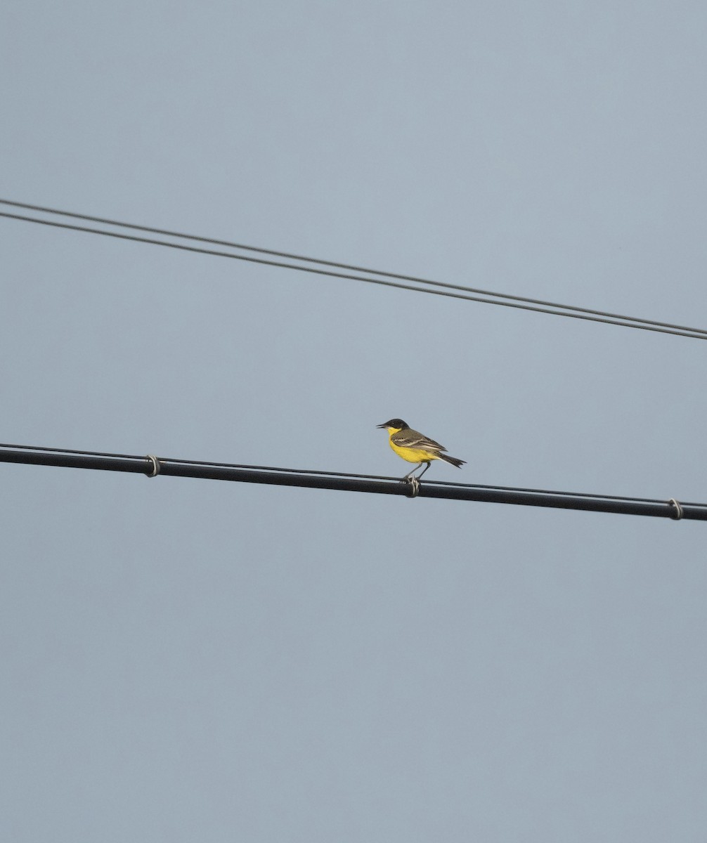 Western Yellow Wagtail (feldegg) - ML639248346
