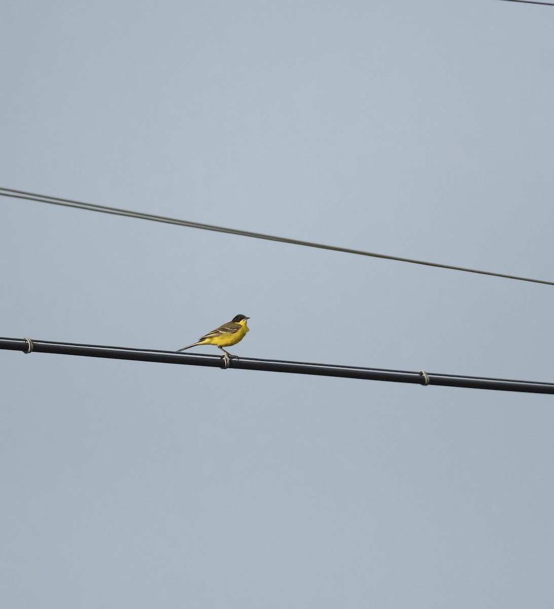 Western Yellow Wagtail (feldegg) - ML639248347