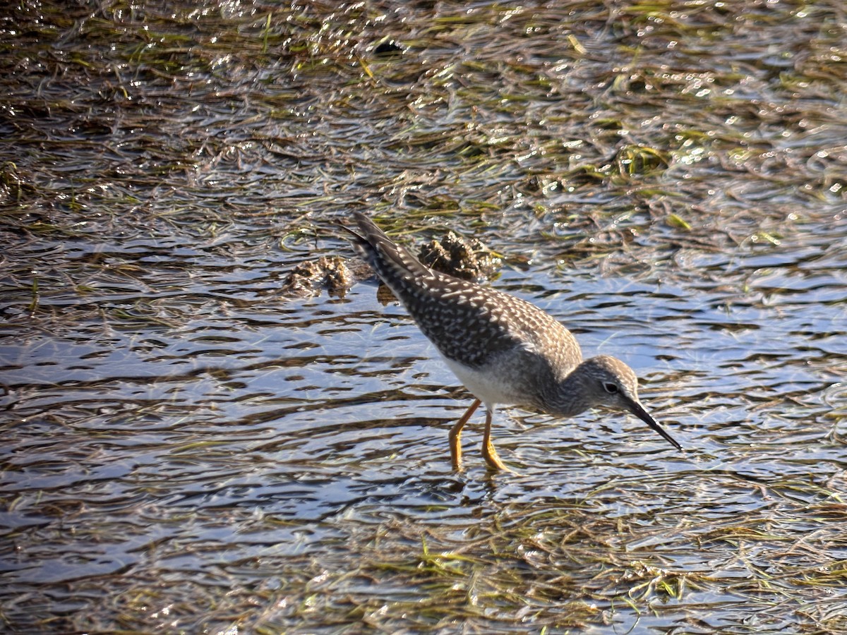小黃腳鷸 - ML639248361