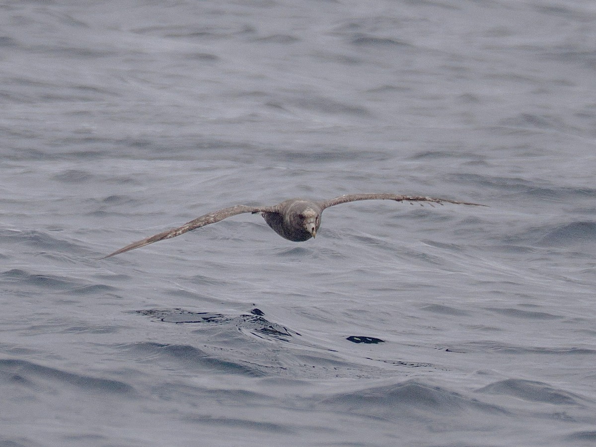 Northern Fulmar (Pacific) - ML639248364