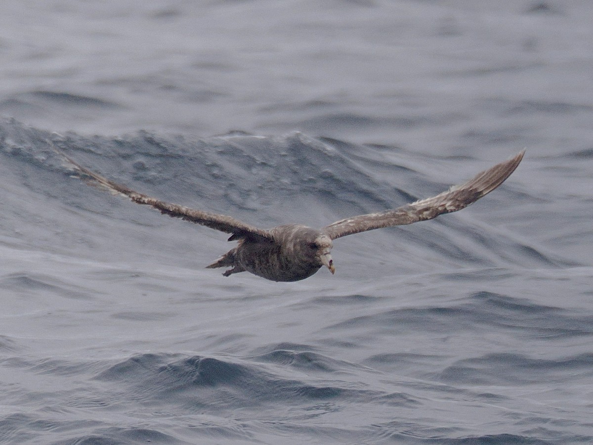 Northern Fulmar (Pacific) - ML639248365