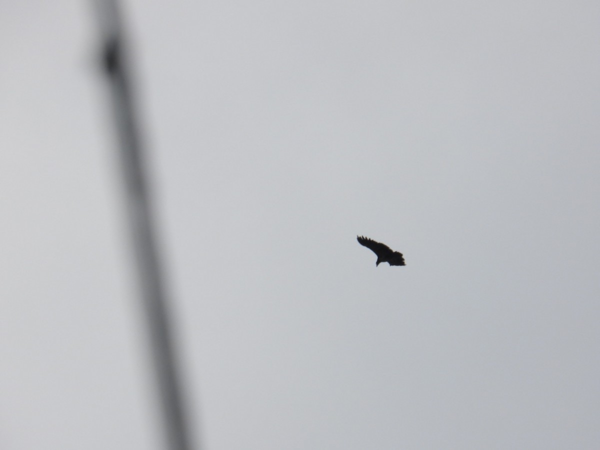King Vulture - ML639248784