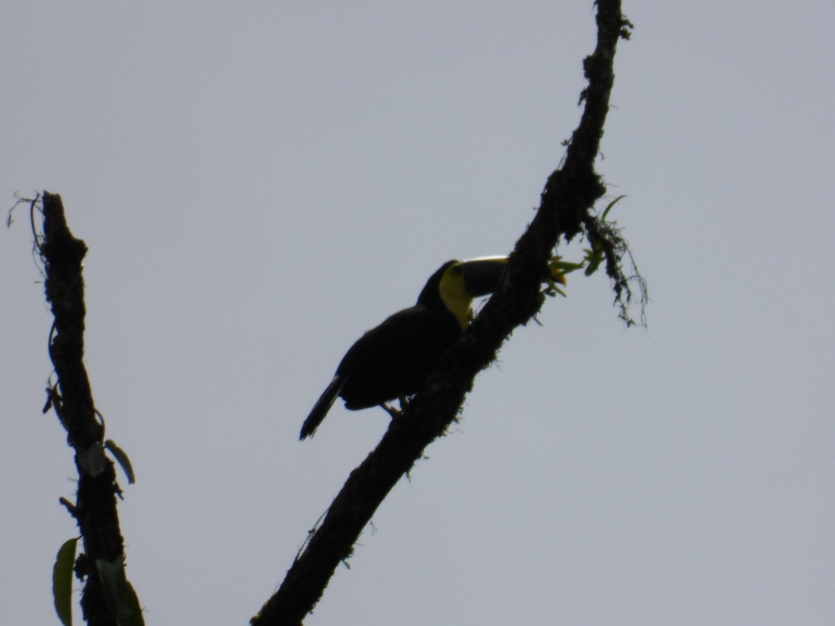 Yellow-throated Toucan - ML639248850