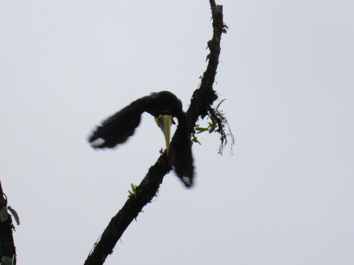 Yellow-throated Toucan - ML639248851