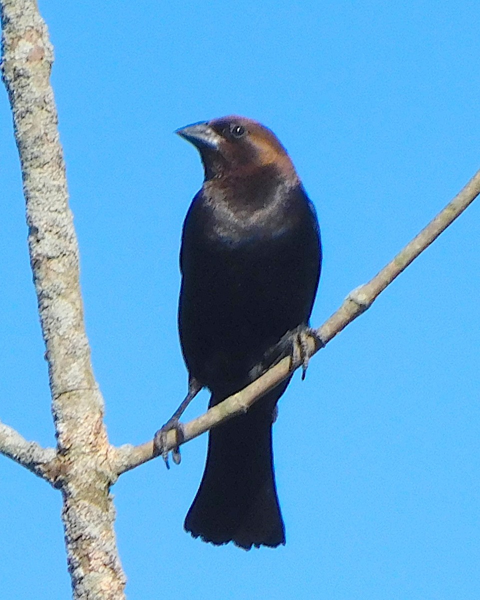 Brown-headed Cowbird - ML639249030