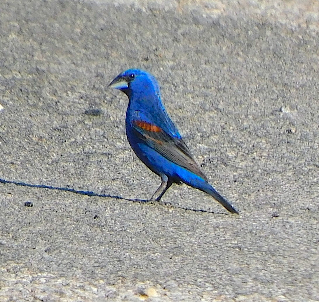 Blue Grosbeak - ML639249036