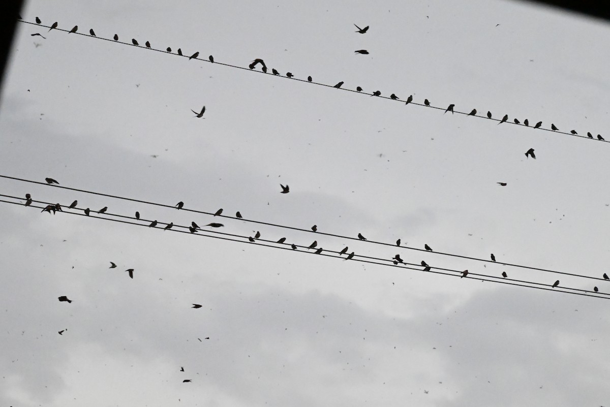Eastern Red-rumped Swallow (Striated) - ML639249041
