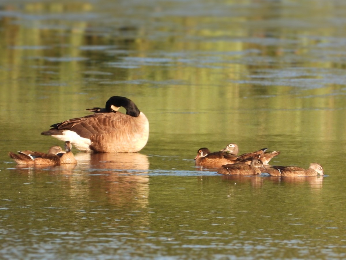 Wood Duck - ML639249060