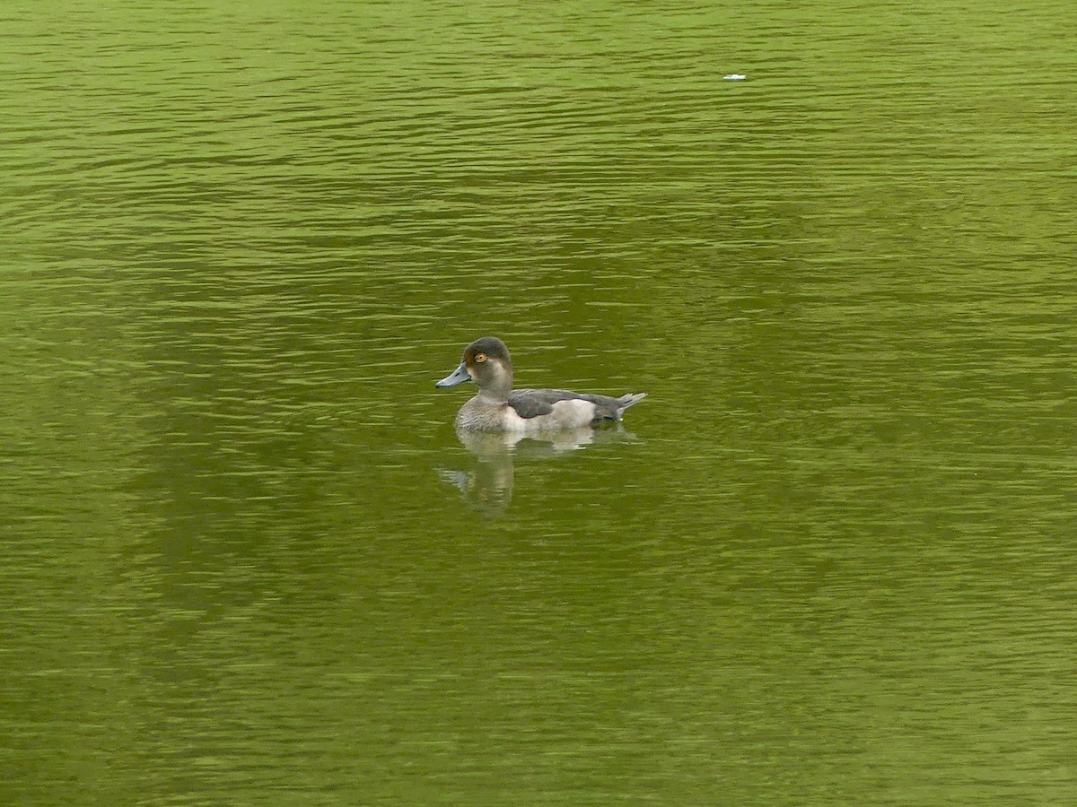 Ring-necked Duck - ML639249268
