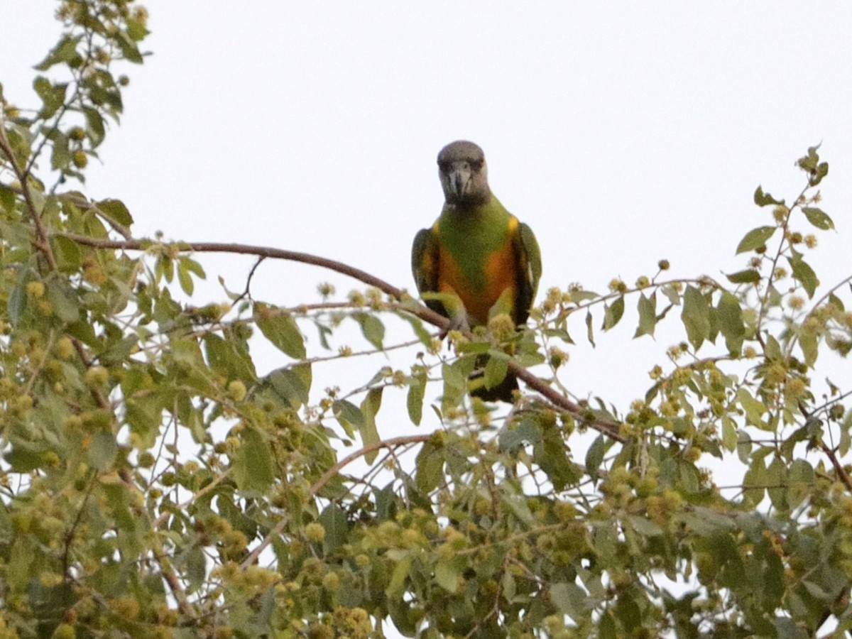 Senegal Parrot - ML639249286
