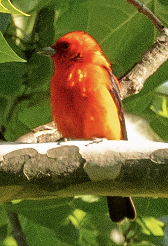 Scarlet Tanager - ML639249304