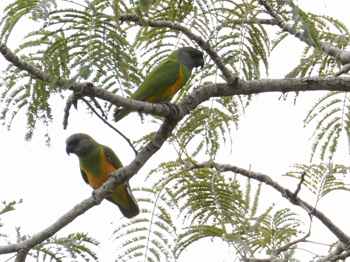 Senegal Parrot - ML639249322