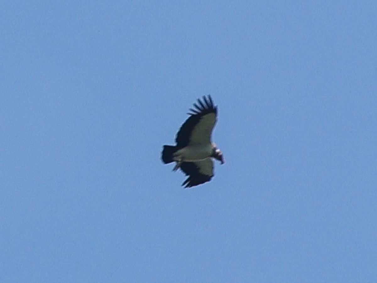 King Vulture - ML639249337