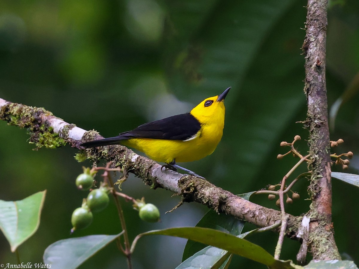 Black-and-yellow Tanager - ML639249385