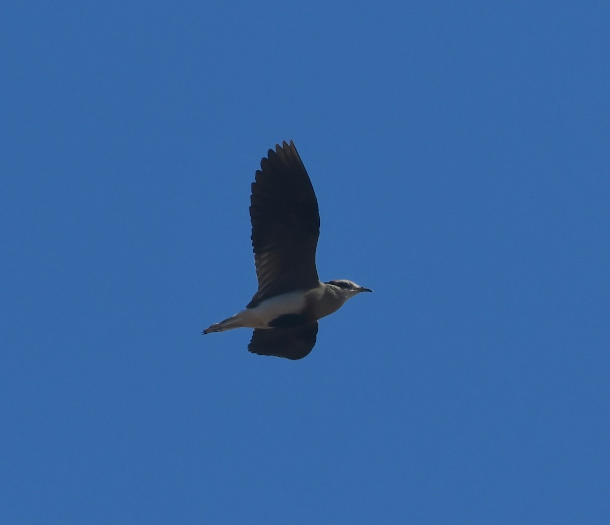 Temminck's Courser - ML639249424