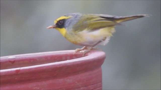 Black-faced Warbler - ML639249444