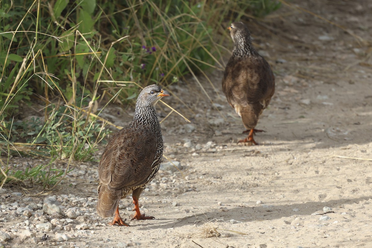 Hildebrandt's Spurfowl - ML639249450