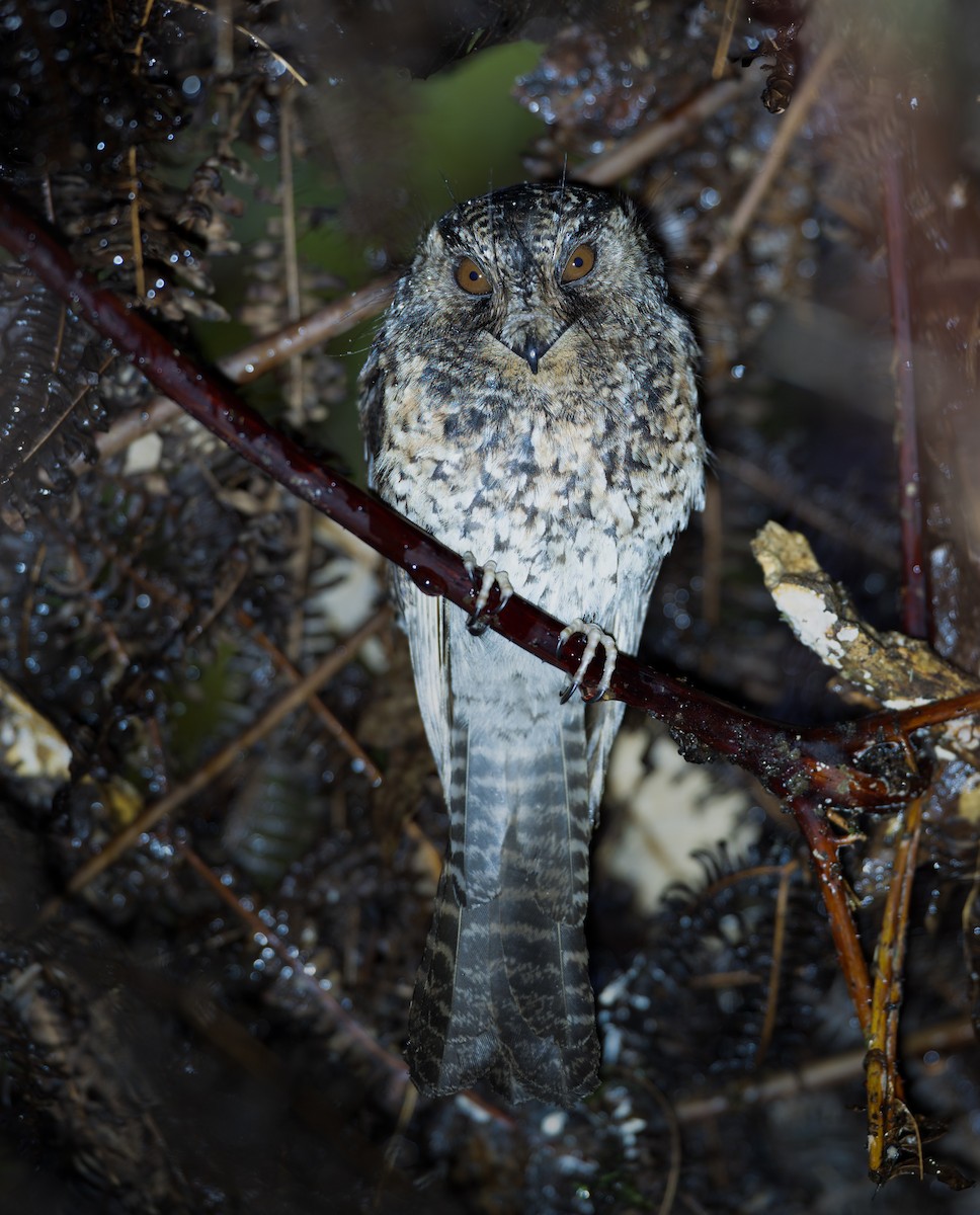 Mountain Owlet-nightjar - ML639249454
