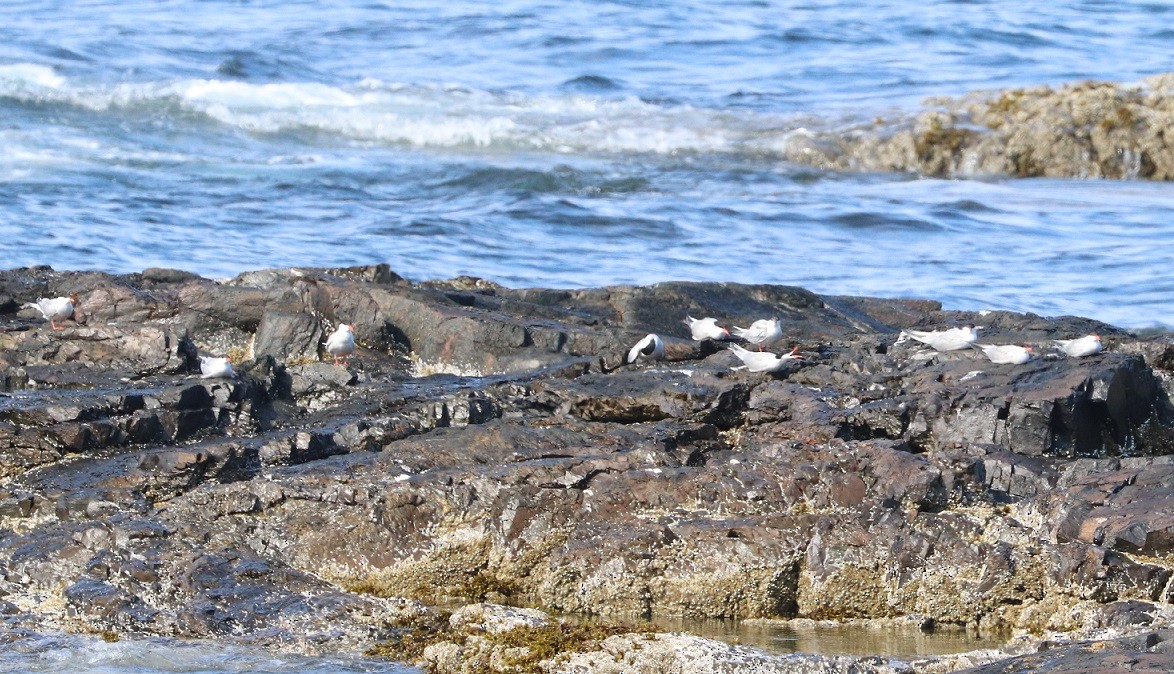 Common Tern - ML639249586
