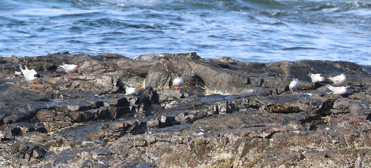 Common Tern - ML639249588