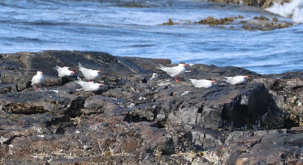 Common Tern - ML639249589