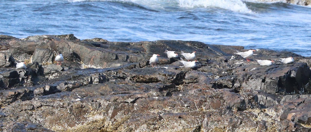 Common Tern - ML639249590
