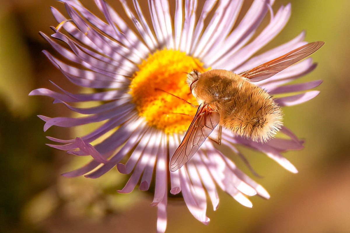 Animals - ML639249637