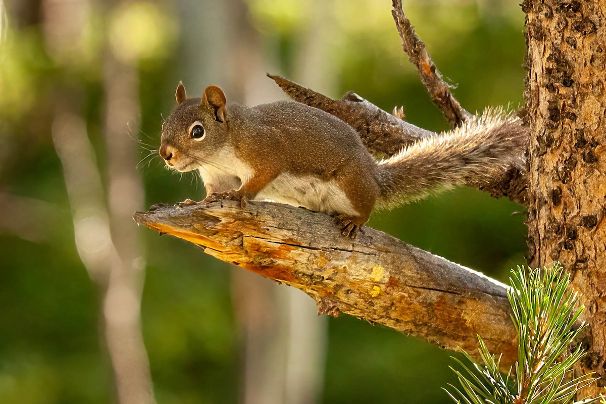 Animals - ML639249679