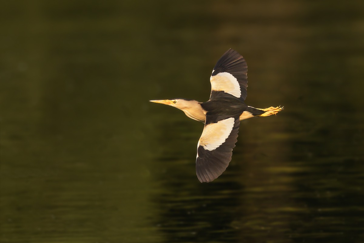 bukáček malý - ML639249680