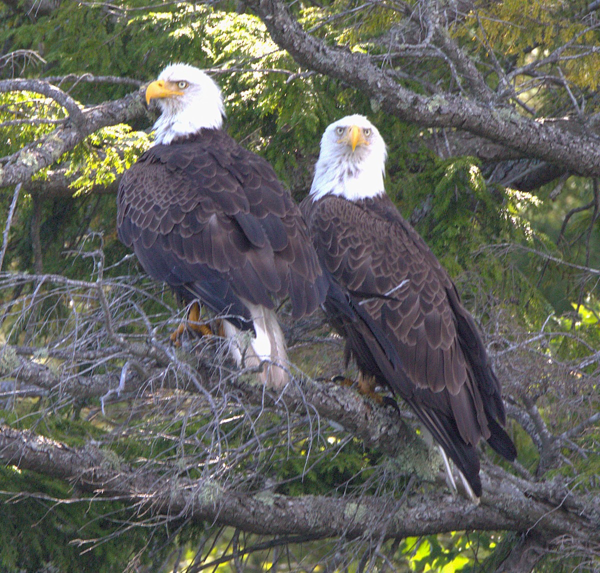 Bald Eagle - ML639249682