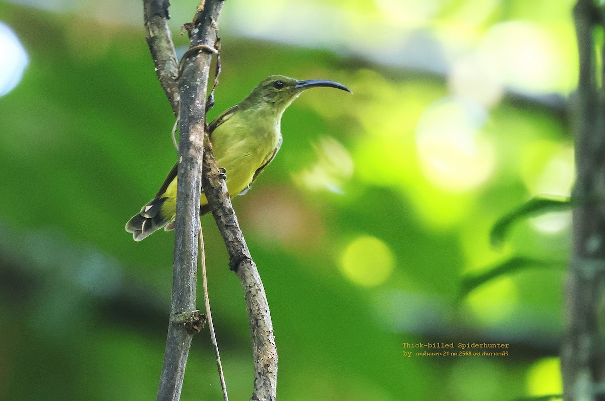 Thick-billed Spiderhunter - ML639249704
