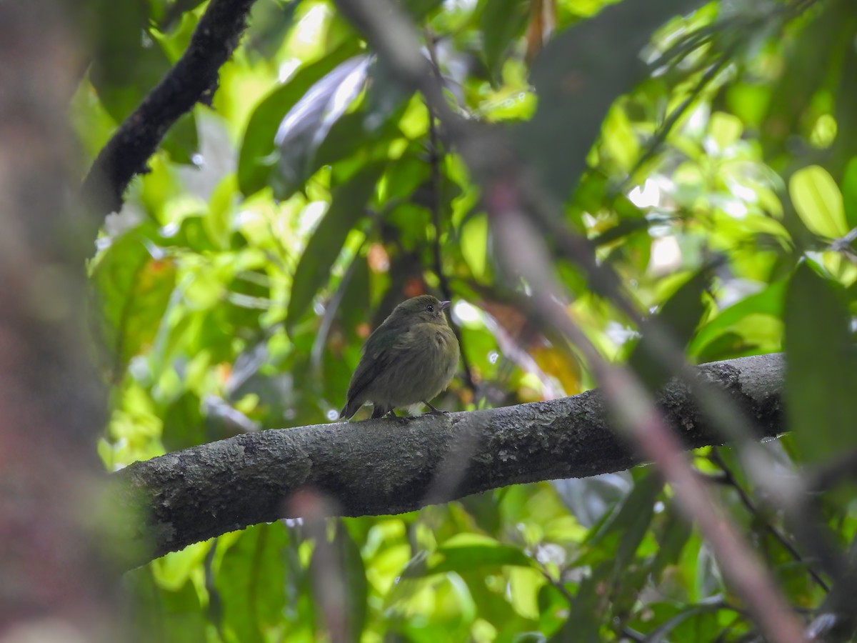 Green Manakin - ML639249710