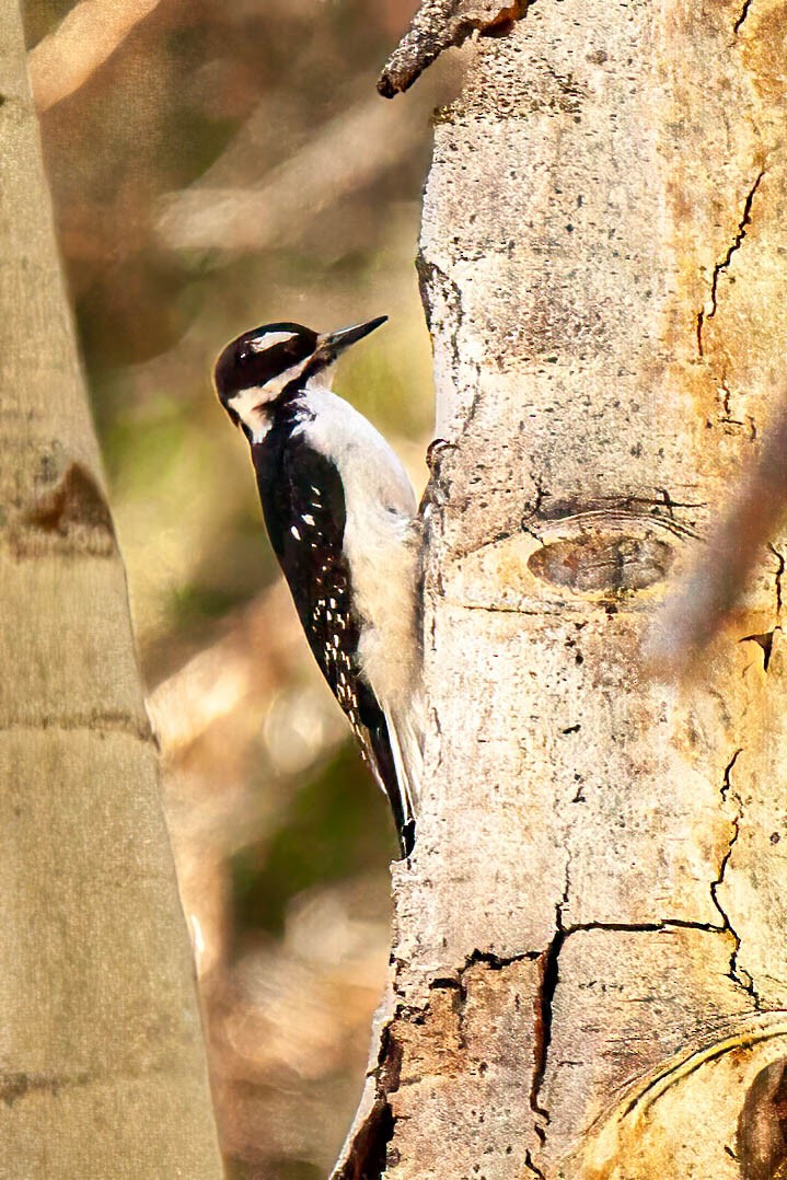 Hairy Woodpecker - ML639249719