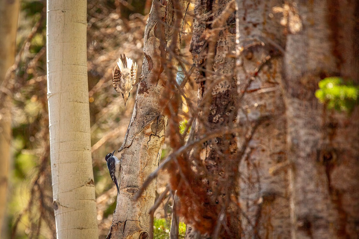 Hairy Woodpecker - ML639249720