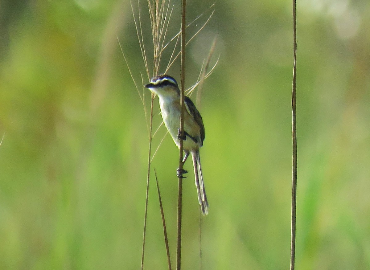 Sharp-tailed Tyrant - ML639249731