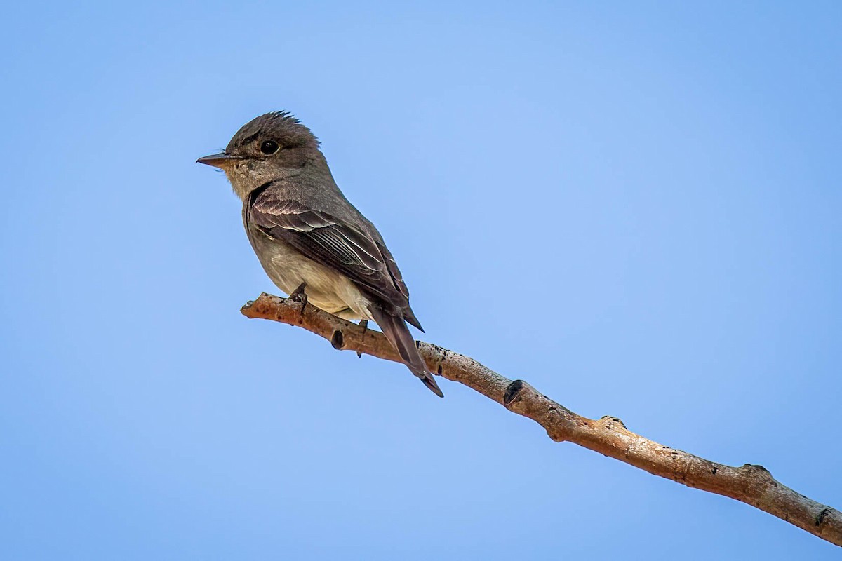Western Wood-Pewee - ML639249736