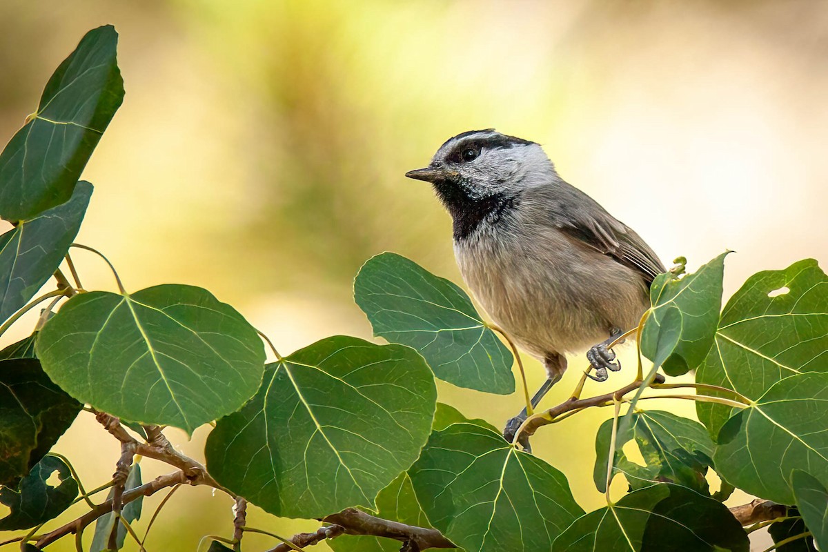 Mountain Chickadee - ML639249753