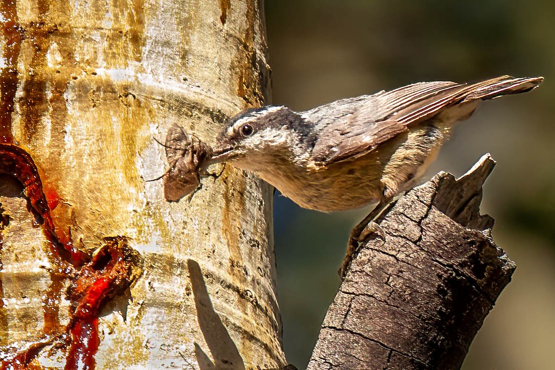 Red-breasted Nuthatch - ML639249757