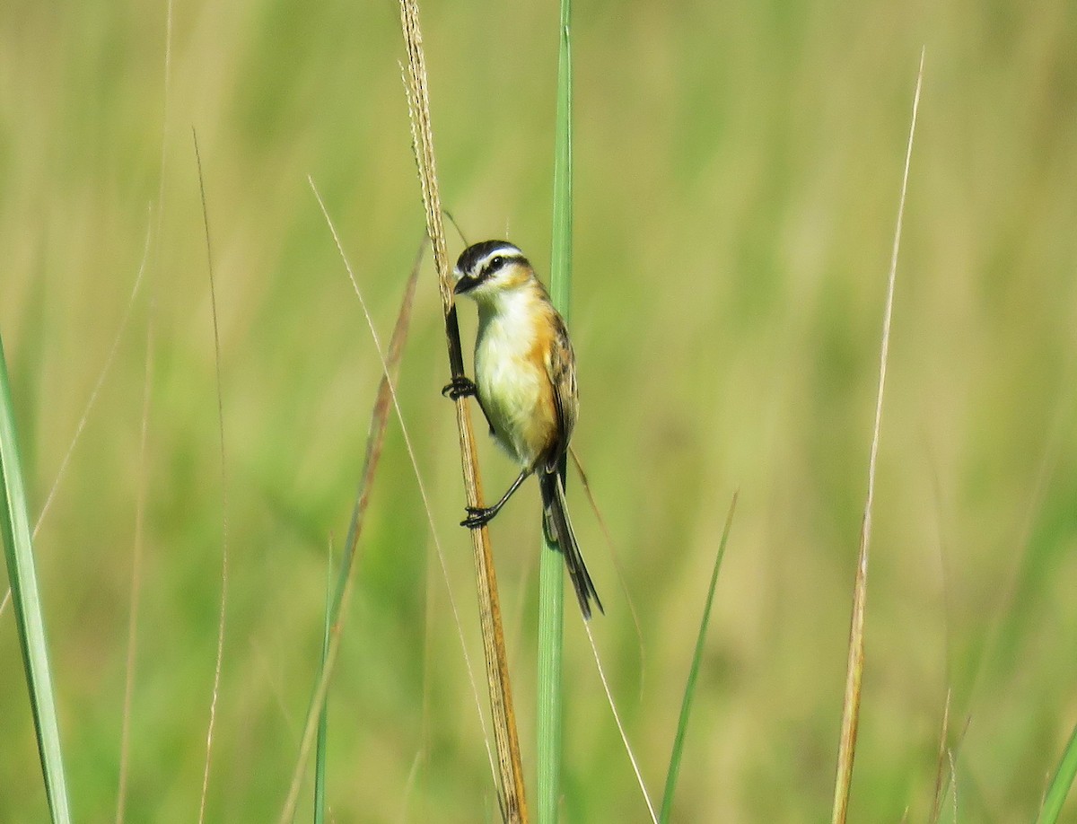 Sharp-tailed Tyrant - ML639249782