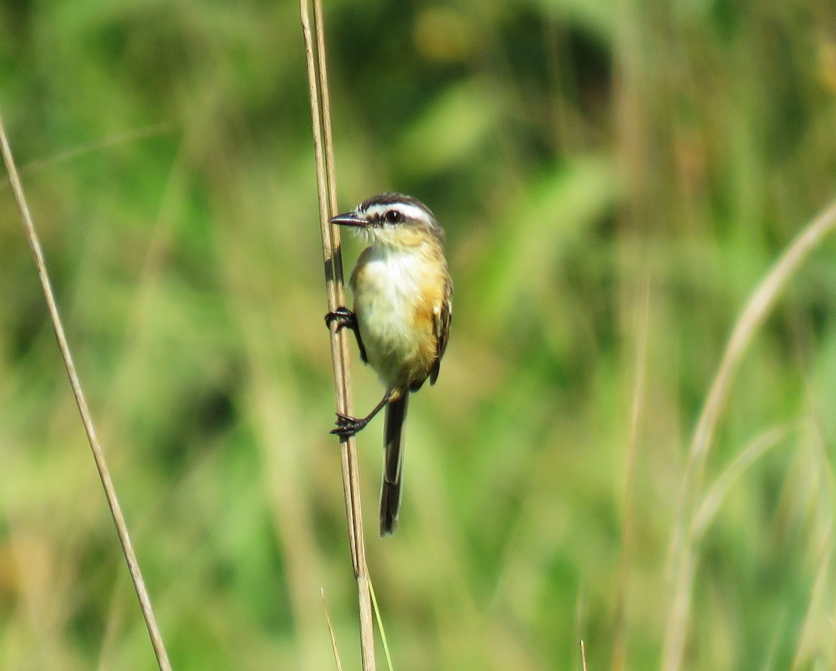 Sharp-tailed Tyrant - ML639249786