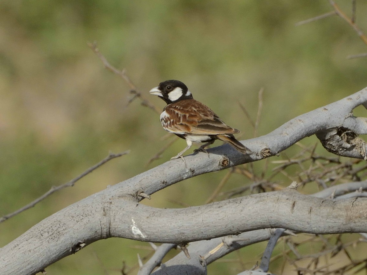 Chestnut-backed Sparrow-Lark - ML639249788